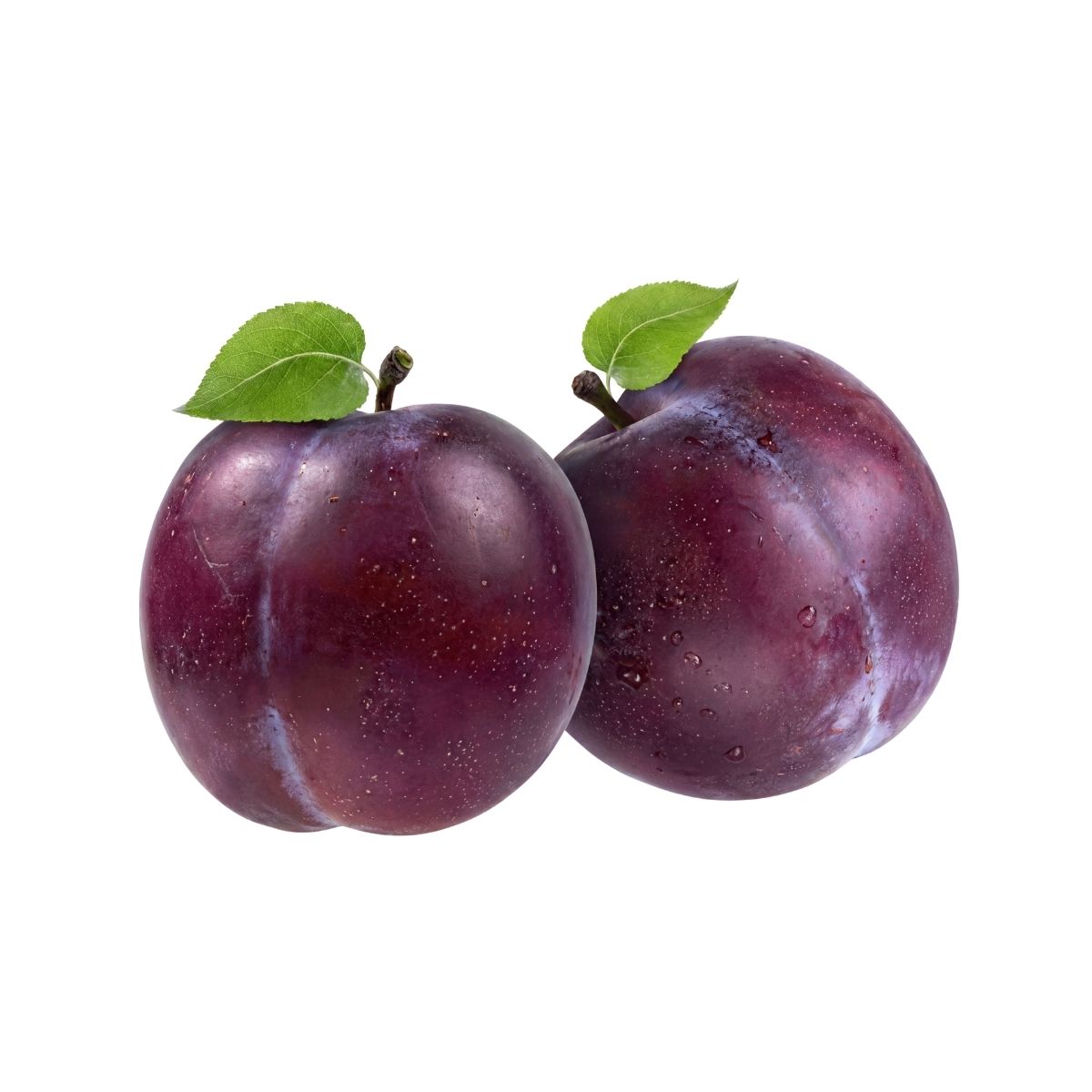 Siyah Erik Anjelika 500 gr - Pestisitsiz