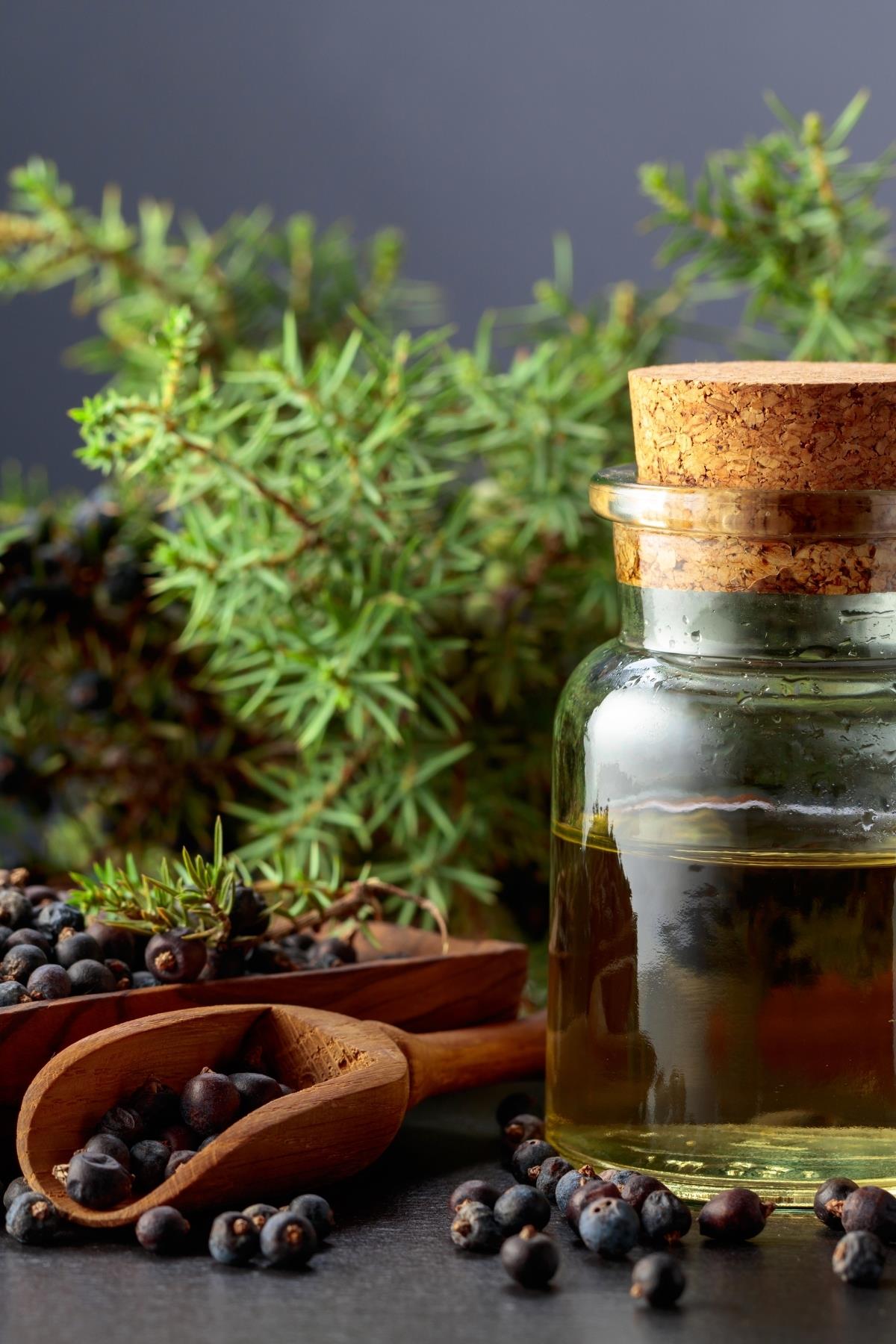 Juniper Berry Oil 20 cc