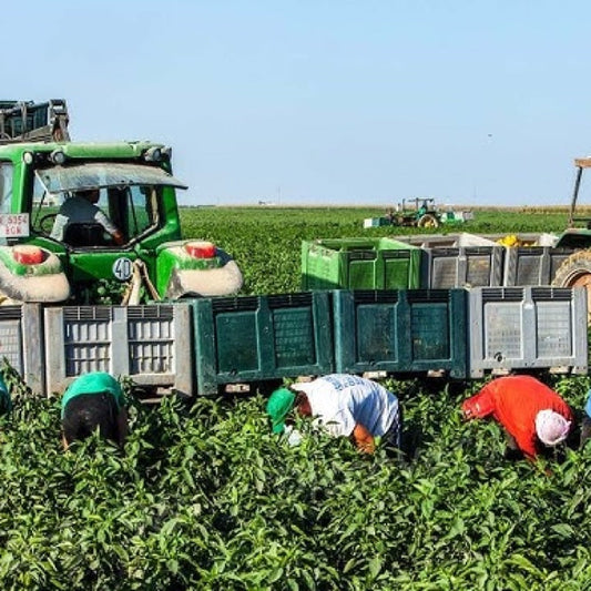 Yerel Üretim Neden Önemlidir? Antalya’dan Sofraya Gelen Ürünlerin Hikayesi