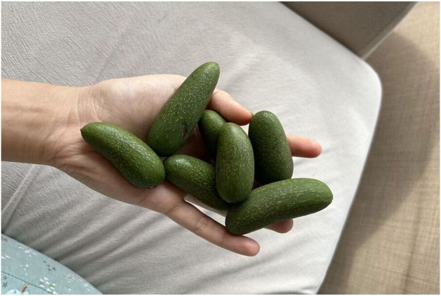 Çekirdeksiz Avokado Olur mu? Baby Avokado Nedir?