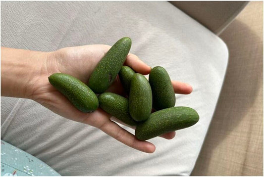 Çekirdeksiz Avokado Olur mu? Baby Avokado Nedir?