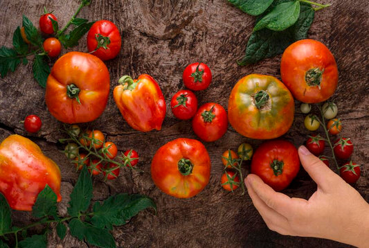 Köy Domatesi ile Market Domatesi Arasındaki Farklar Nelerdir?