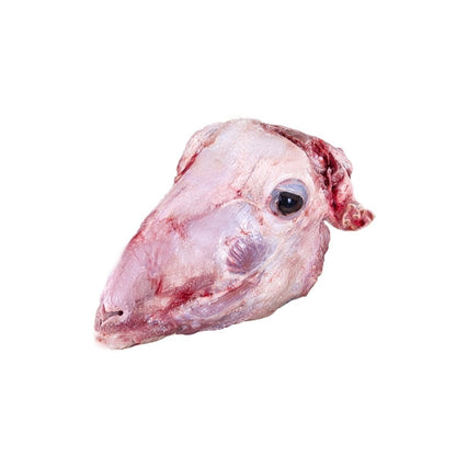 Kuzu Kelle Adet(burnu kırılmış dişleri sökülmüş)