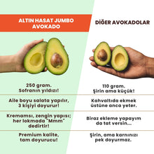 Jumbo avokado ile standart avokadonun boyut karşılaştırması