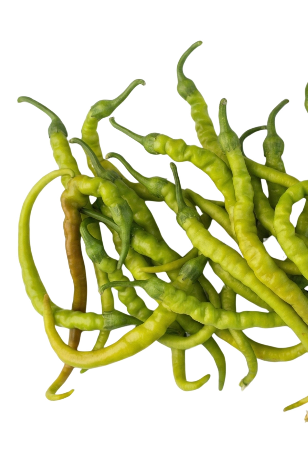 Hot Long Pointed Pepper 250g Pack