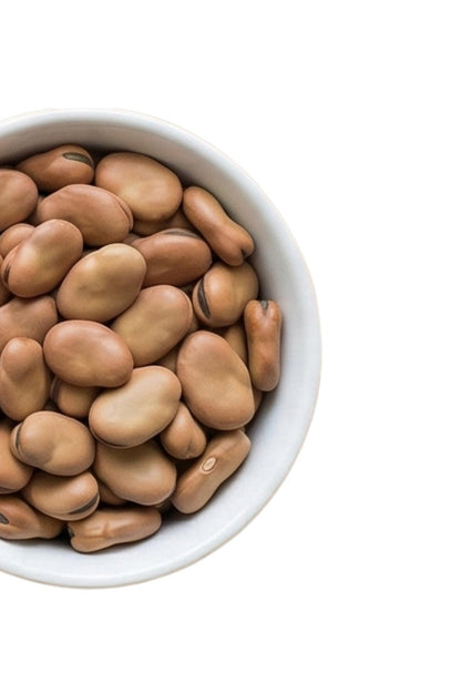 Broad bean