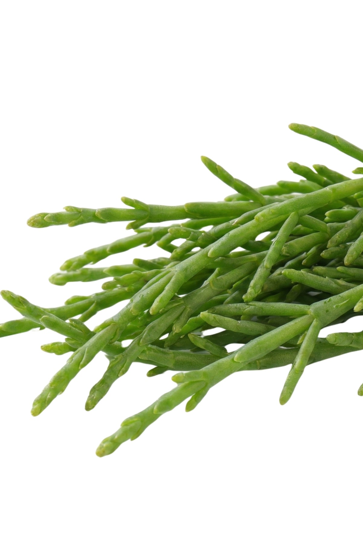 Samphire 1 Bunch
