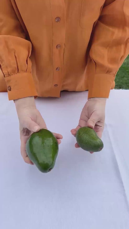 TAZE HASAT JUMBO AVOKADO – Pestisitsiz – Dalından - (Adedi 250 gr Üzeri)