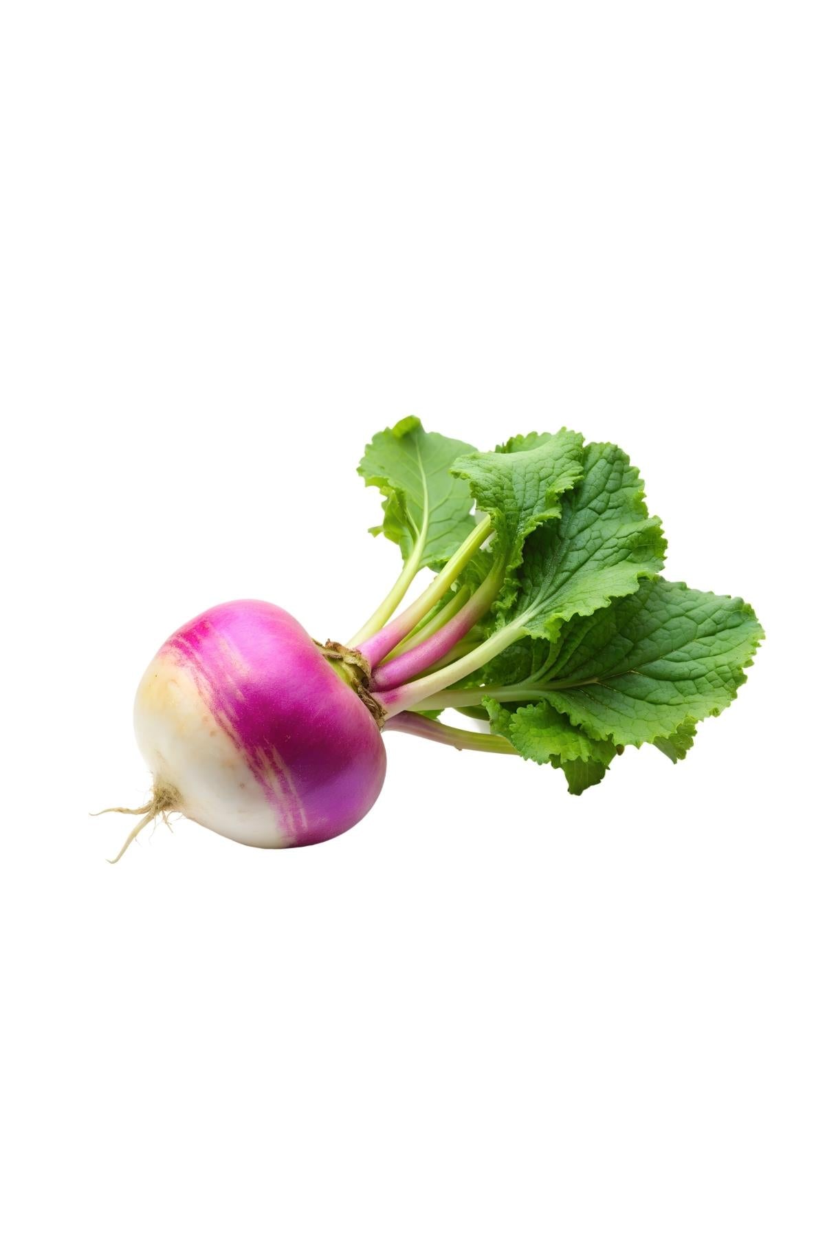 Şalgam Turpu Pestisitsiz