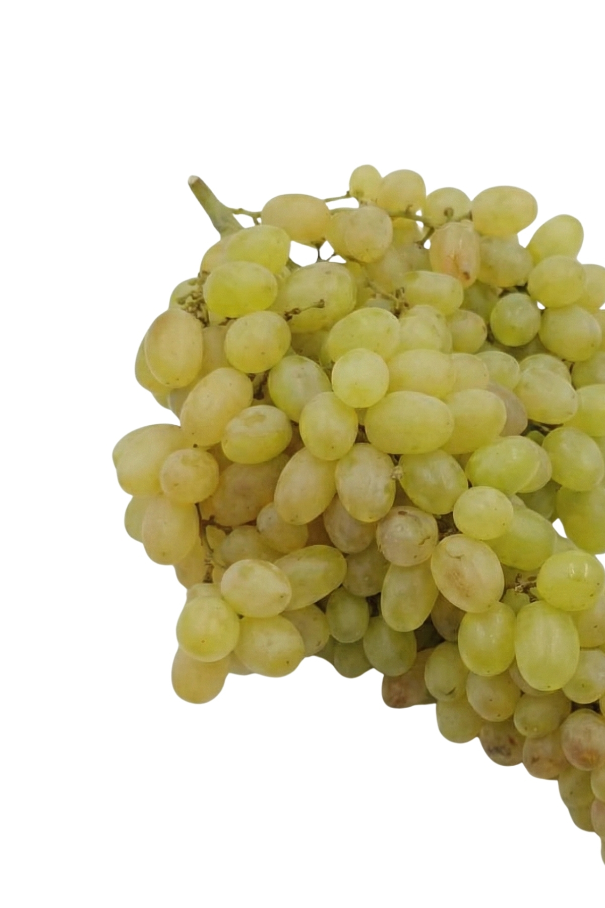 Fresh Seedless Green Grapes 500g Pack