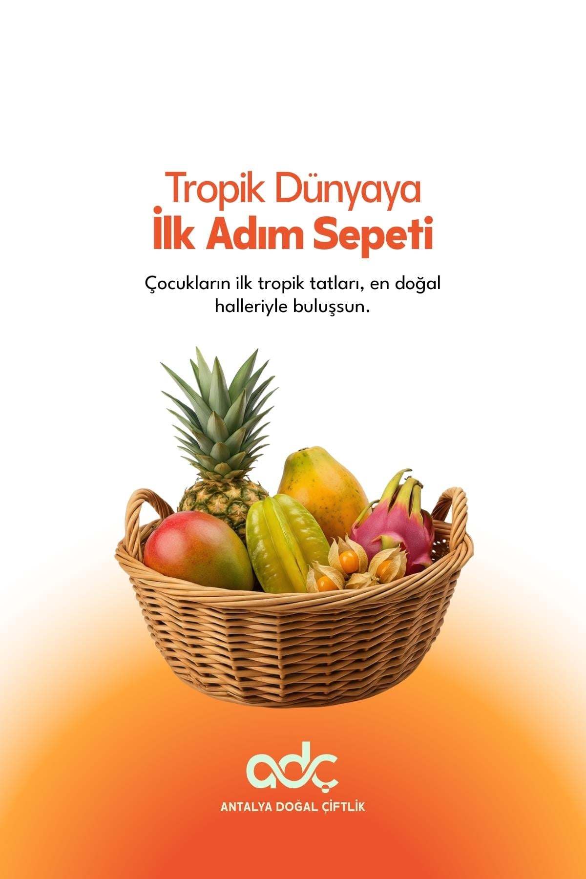 First Step to the Tropic World Basket